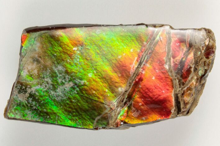 1.17" Iridescent Ammolite (Fossil Ammonite Shell) - Alberta, Canada